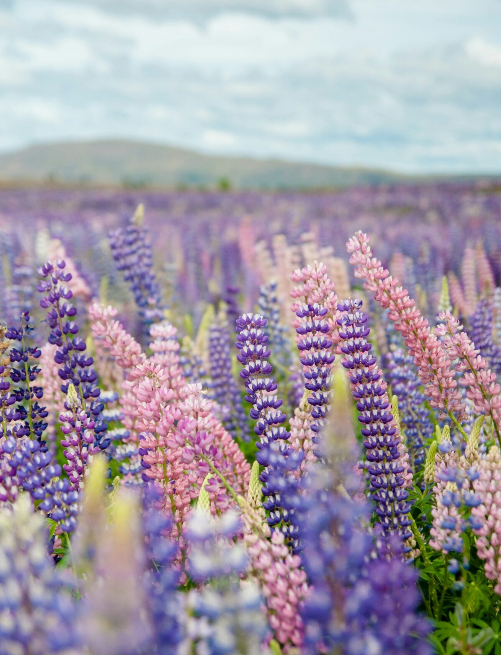 delphine-ducaruge-mHQZlKt7J74-unsplash